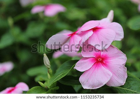 Colourful flowers beauty of nature, Macro image of a flower background