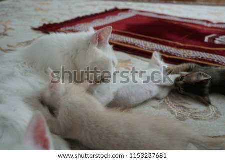white kittens posing in front of camera.