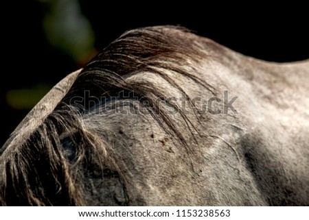 A horse fur close up