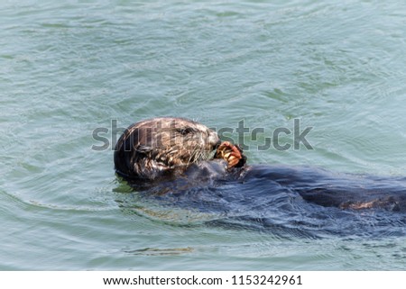 Adorable sea otter eating a crab while swimming in water. Profile view with copy space