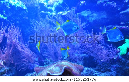 Silver fish floating near stones over large coral in clean water