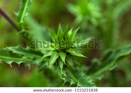 Closeup bud of onopordum acanthium on blur green background. Wild flower macro background.