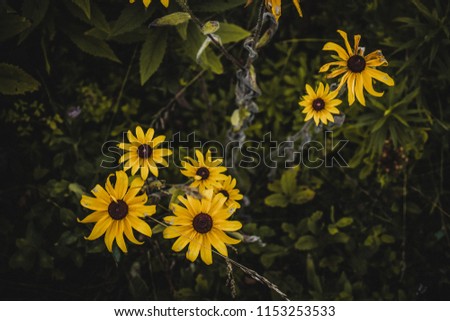 Some yellow flowers that are in a garden, with the surrounding of plants dark. The photo is dark themed and spooky, but has bright yellow sunflower like pedals.