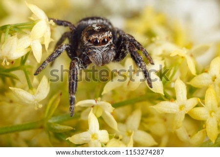 Jumping spider among the many yellow flowers
