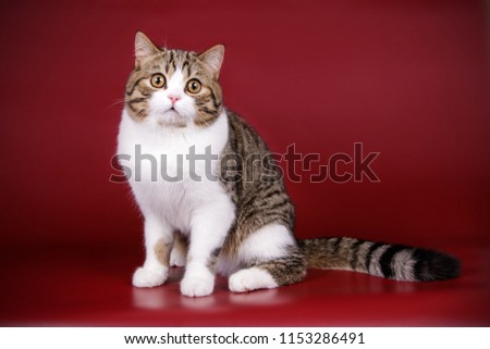 scottish straight shorthair bicolor cat