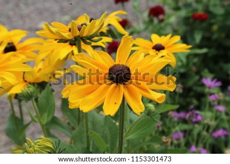 Beautiful yellow flowers in the garden / Echinacea