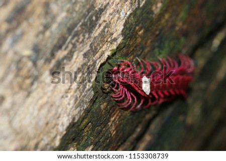 Shocking pink millipede, shocking pink, Desmoxytes in the nature