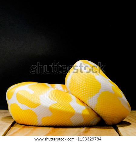 Ball python or Royal python on black background, Albino morph.On the wooden floor.