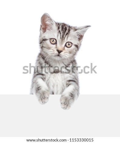 Tabby kitten above white banner. isolated on white background
