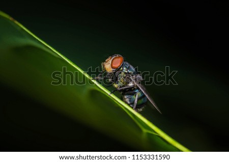 A macro picture of fly on the leaf
