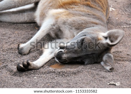 Cute kangaroo lying on the ground in the summer heat