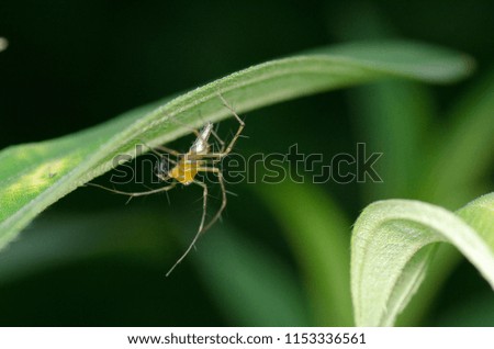 A close up picture of spider under the leaf