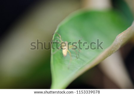 A close up picture of spider on the leaf