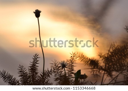 Grass flowers silhouette and beautiful of nature when will be out of date.