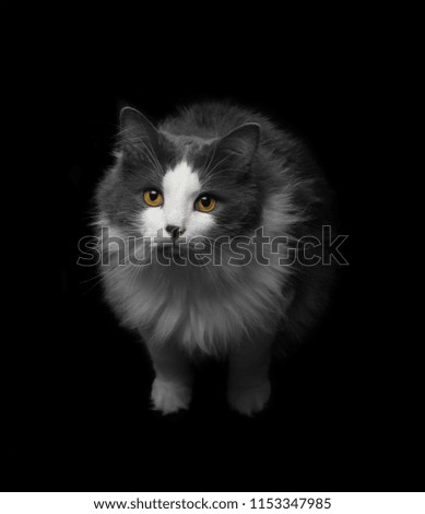 Cat gray-white color with yellow eyes on a black background, animal in the dark, night time.