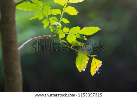Pictures of the trees on the mountain on a rainy day, the leaves are fresh, and the soil looks soaked.