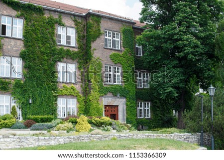 Old brick house with large beautiful windows entwined with green climbing ivy in the castle of Wawel