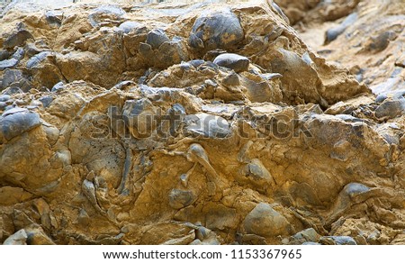Fossil Cliffs Maria Island Tasmania with geological Permian Parmeener group showing fossil bivalves ( Eurydesma) brachiopods (Trigonotreta) and bryozoans ( Fenstellids) 