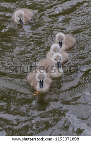 photo of five young Mute swans swimming with reflections in the water