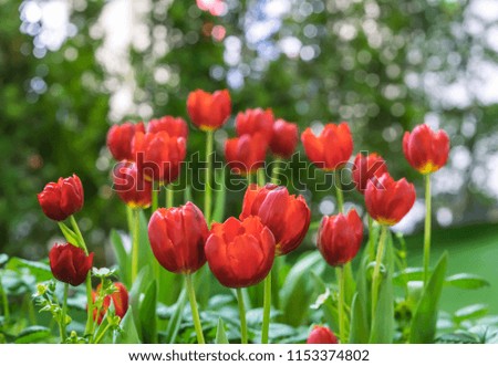 Selective focus red tulips with nature
blurry  background.