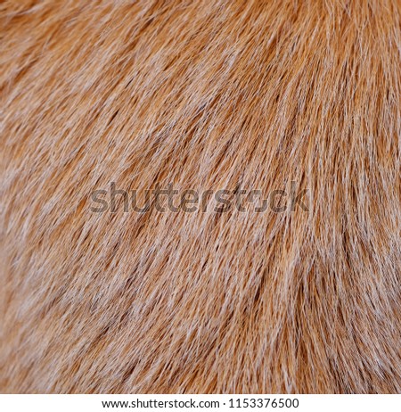 closeup hair dog texture