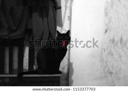 Silhouette of spooky black cat, halloween creepy midnight. Sinister wicked black cat with glowing eyes in dark night room, unlucky friday 13th, black and white photo, vintage style
