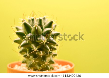 Cactus has a yellow background with a copy space
