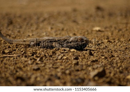 Wild Bearded Dragon lizard sunning on a dirt road in rural New South Wales, Australia