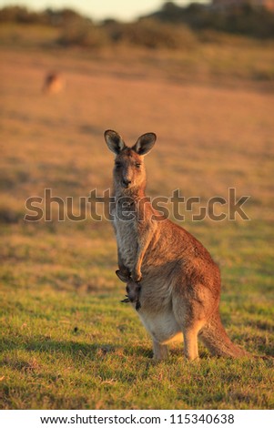 Kangaroos at Emerald Beach