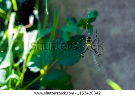 Yellow-black spider in her spiderweb - Argiope bruennichi