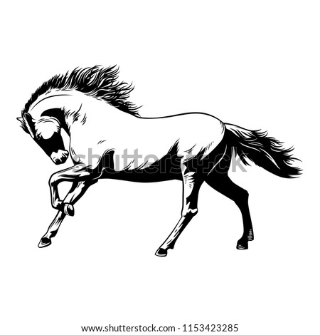 Horse white-black Vector Illustration. Beautiful Horse racing