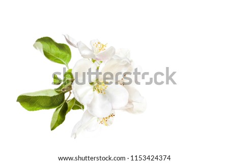 Beautiful white flowers isolated on white background. Apple tree blossom. Floral wallpaper.