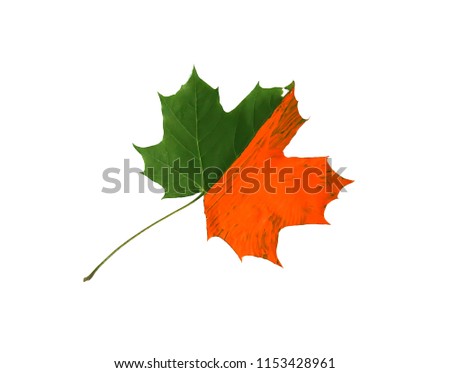 Bright single maple leaf decorated with gouache paints on black background. Creative autumn design element.