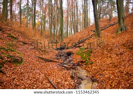 late autumn forest. red leaves on wet ground. hill mountain scape with streams. green moss on the trees trunk rocks. narrow paths. indian summer tone. saturated colors. Deciduous plants. humid woods. 