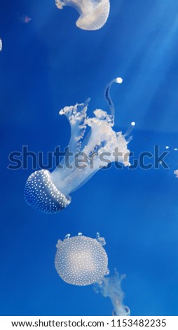 Submarine life: jellyfish