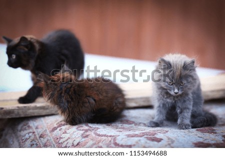 black kitten with chocolate tint on outdoor country background