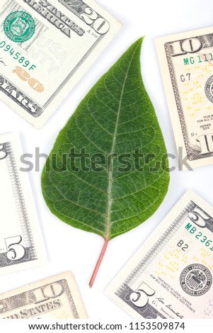 Conceptual photography. A sheet of poinsettia surrounded by dollar bills. The value of nature.