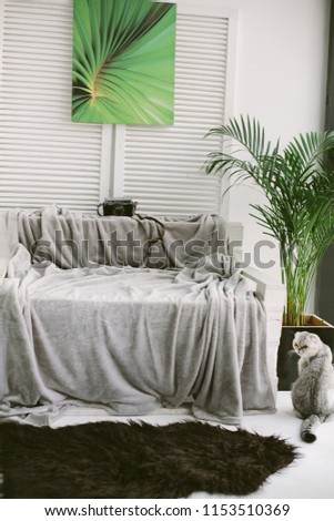 grey and white cat in green interior