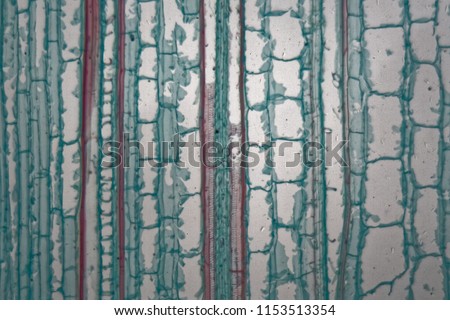 Longitudinal section through cells of a stem from a maize plant (Zea mays) under the microscope. Royalty-Free Stock Photo #1153513354