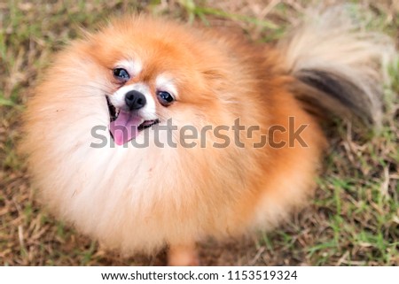 beautiful young happy pomeranian dog.