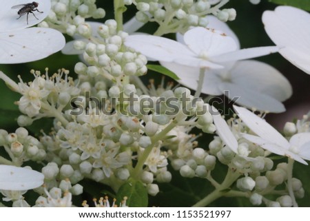 Macro of a mophead hydrangea with a fly on the upper right corner of the picture