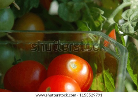 Red small tomatoes in the plastic dish. Pride of home gardener. Cherry tomato plants and sprouts are visible in background. Sunny day light.