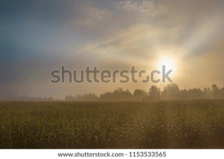 Early Morning Fog over a Cornfield  
