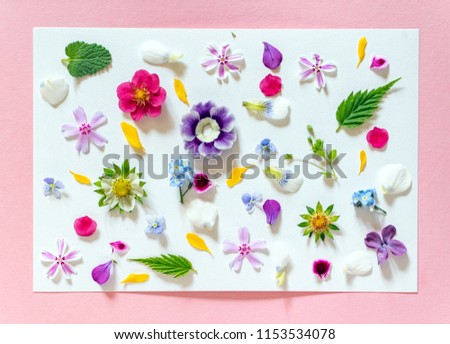 spring flowers and leaves