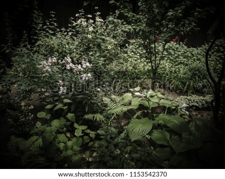 Mystic Dark Garden 