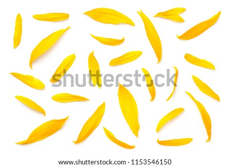 Sunflower petals isolated on white background. Flat lay. Top view