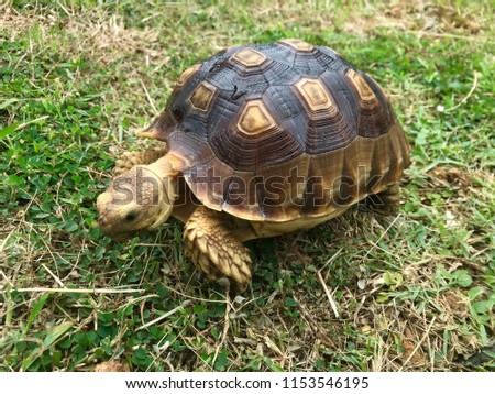 the sulcata tortoise