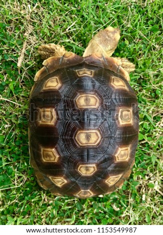 Sulcata tortoise shell