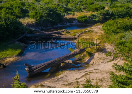 Fallen logs over the peaceful creek
