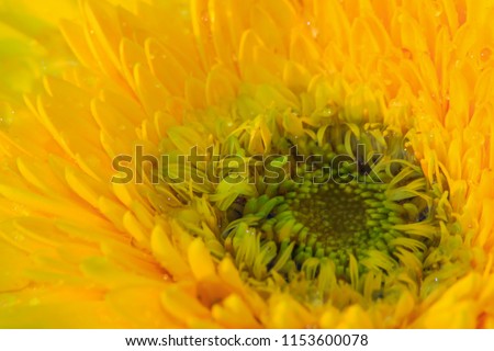 Close up of an orange and yellow flower with water drops